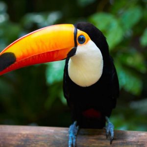 Alphabet Animals Pet Quiz Toucan