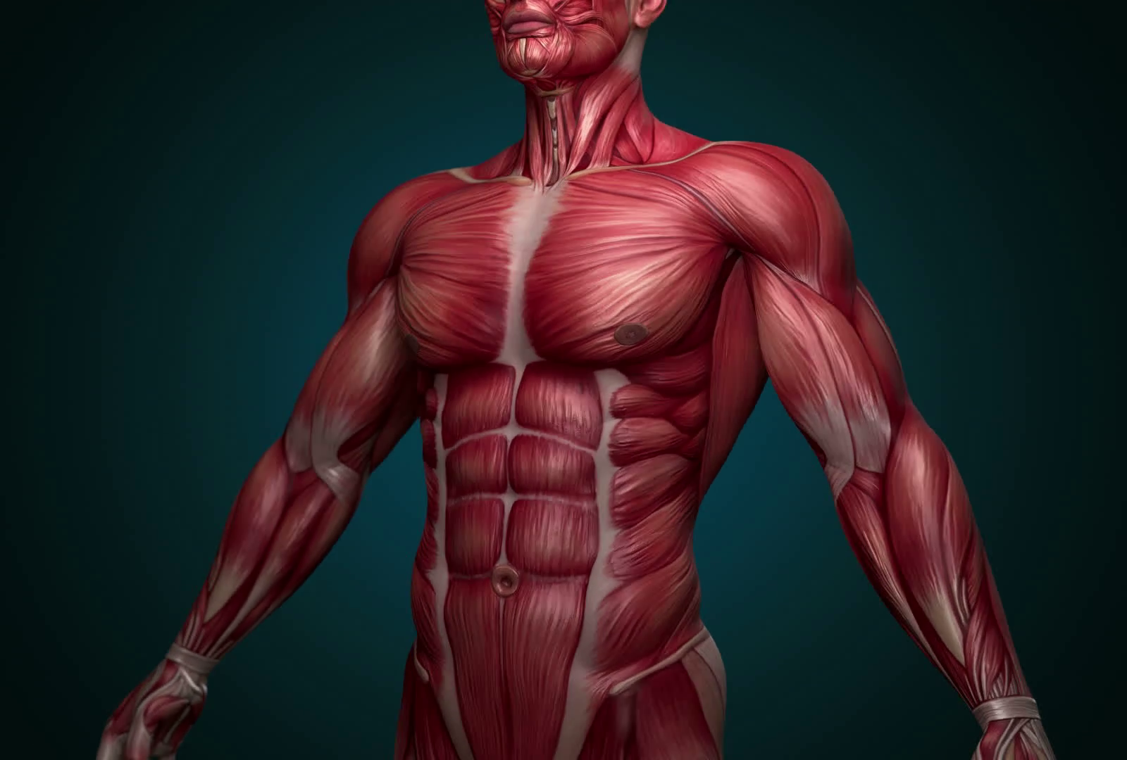 9 in 10 People Can't Pass This General Knowledge Quiz. Can You? Muscular system