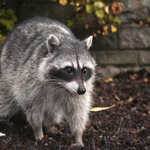 Can We Accurately Guess Your Zodiac Element Just by the Team of Animals You Build? Raccoon