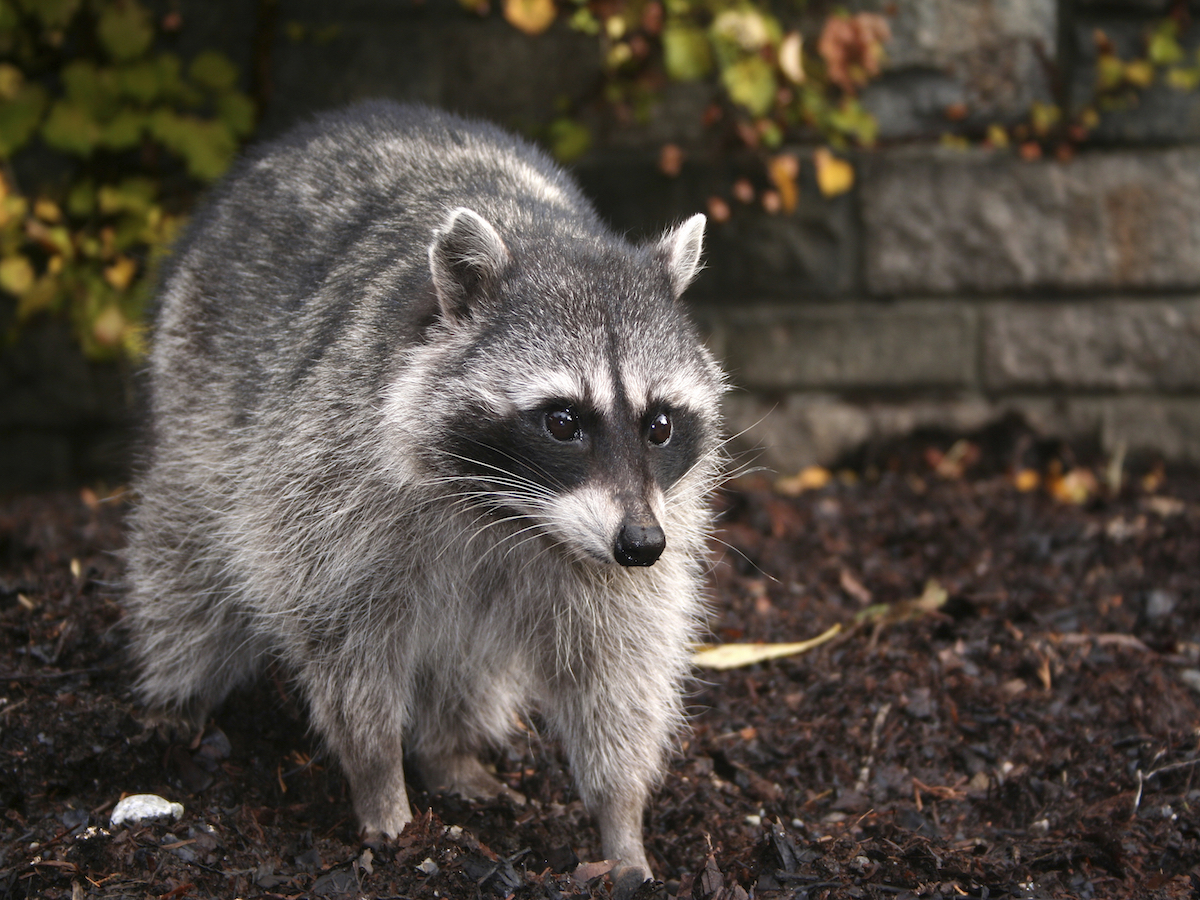 9 in 10 People Can’t Pass This General Knowledge Quiz. Can You? raccoon