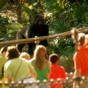 Spend a Day in Disney World and We’ll Reveal Which Disney Character Matches Your Personality Gorilla Falls Exploration Trail