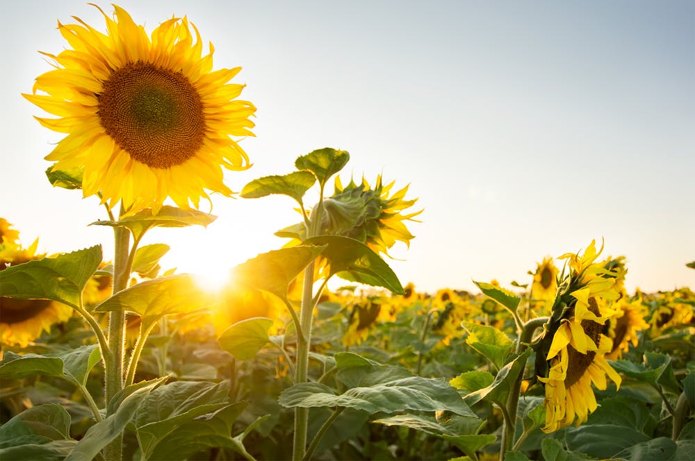 This Quiz Will Reveal If You Aced or Flunked Out of High School sunflower