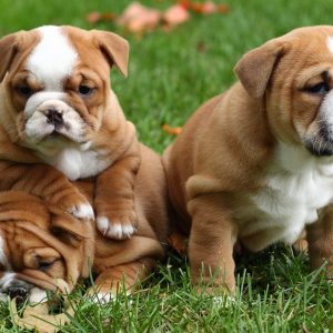 Which Big Dog And Small Dog Are You A Combination Of? 🐶 Bulldog
