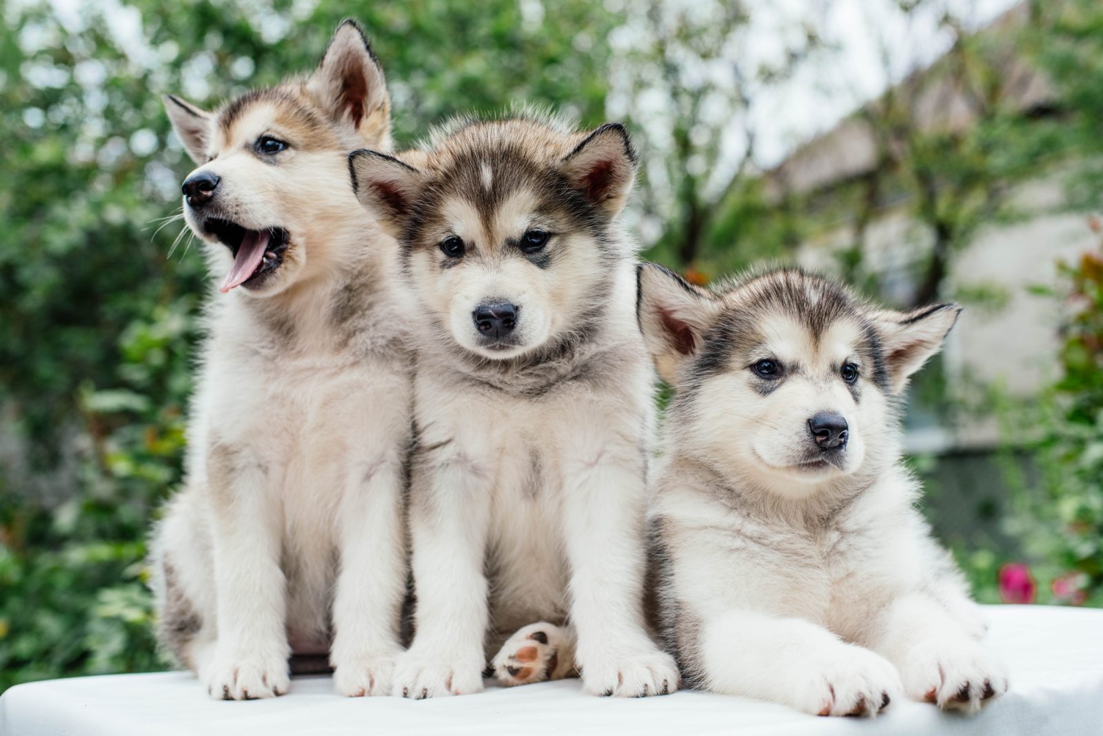 It’s Just for Fun, But Let’s See If You Can Get 15/20 on This Geography Test alaskan malamute puppies playing in garden