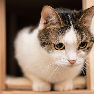 ❤ Can We Correctly Guess Your Relationship Status? Quiz Cat