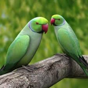 ❤ Can We Correctly Guess Your Relationship Status? Quiz Parrot