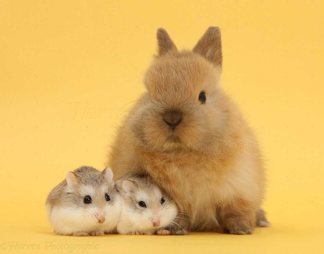 ❤ Can We Correctly Guess Your Relationship Status? hamster and rabbit