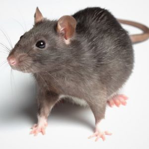 Foods Named After Animals Quiz Rat