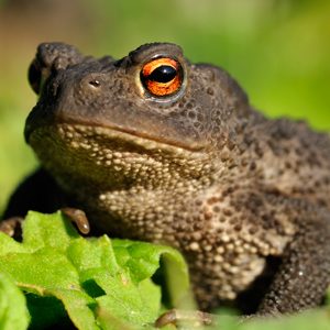 Can You Answer General Knowledge Questions Only Potenti… Quiz Toads