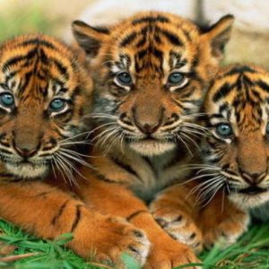 Can You Pass This “Jeopardy!” Trivia Quiz About Animals? What are tigers?