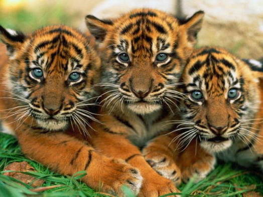If You Get 16/25 on This Random Knowledge Quiz, You Know Something About Every Subject Three Sad Tigers