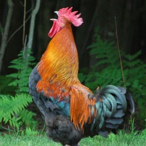 Can We Guess Your Age By This 5 Senses Test? Rooster crowing
