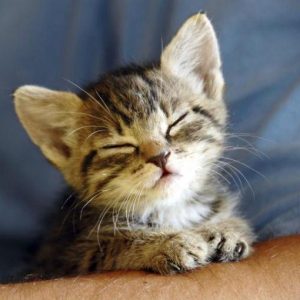 Can We Guess Your Age By This 5 Senses Test? Cat purring
