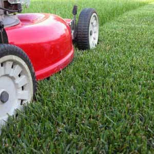 Can We Guess Your Age By This 5 Senses Test? Freshly cut grass