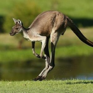 Alphabet Animals Pet Quiz Kangaroo