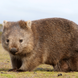 Alphabet Animals Pet Quiz Wombat