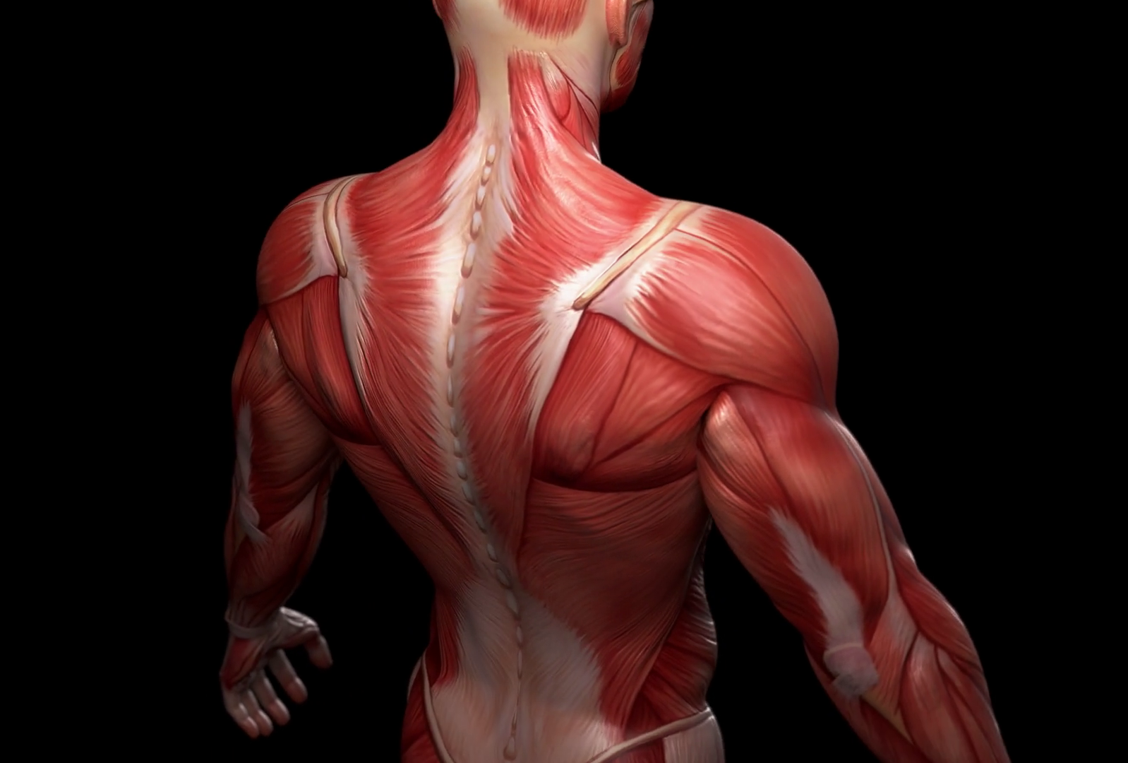 How Close to 20/20 Can You Get on This General Knowledge Test? muscular system