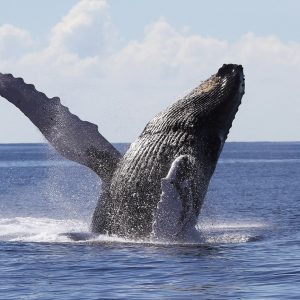 You'll Pass This General Knowledge Quiz Only If You Know A Lot Whale