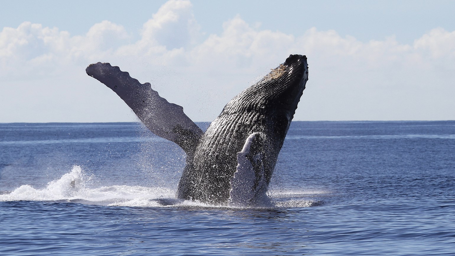 Prove to Be a Trivia Genius by Answering These 20 Random Questions Whale