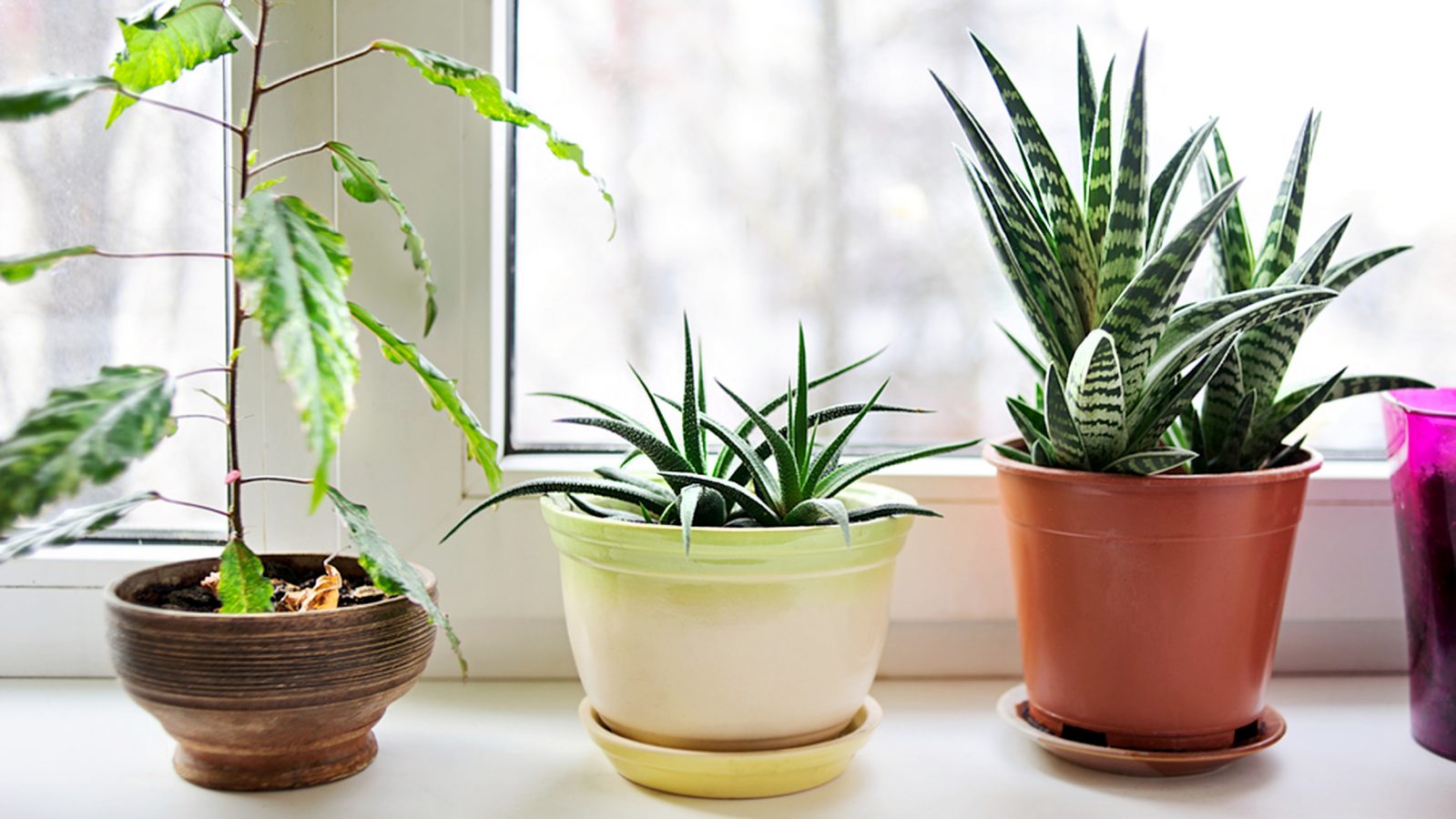 Prove to Be a Trivia Genius by Answering These 20 Random Questions House plants stock image