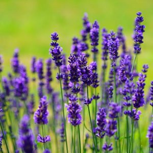 Prove to Be a Trivia Genius by Answering These 20 Random Questions Lavender