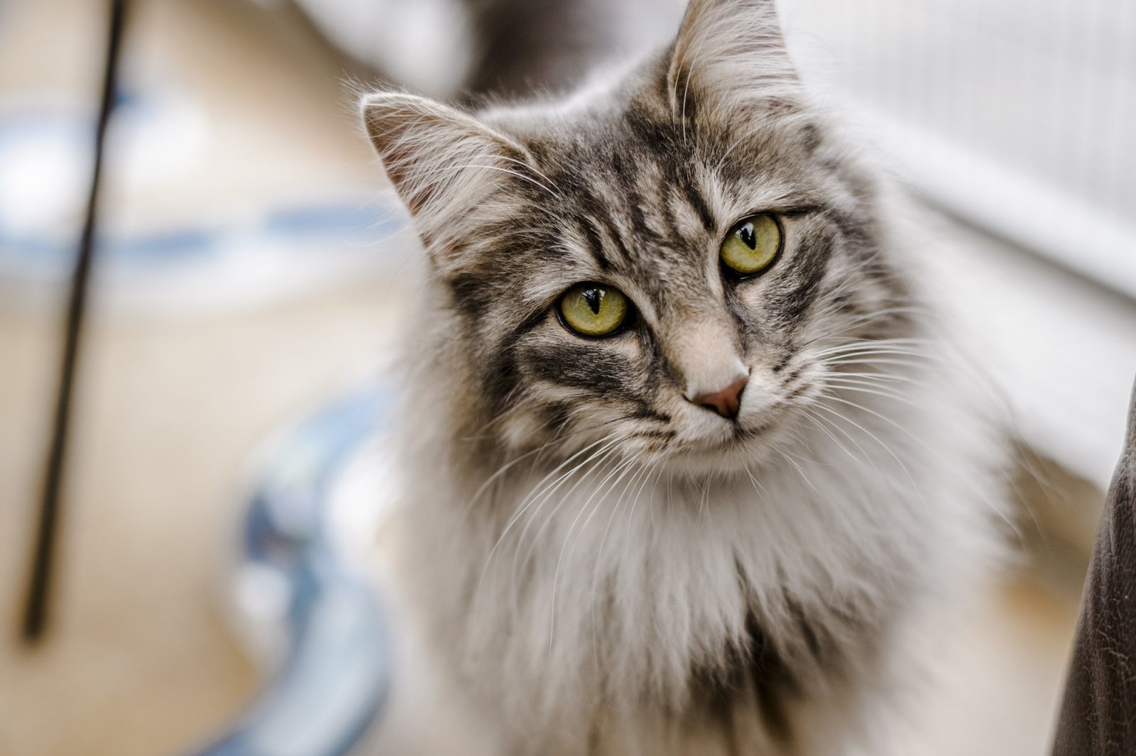 Prove to Be a Trivia Genius by Answering These 20 Random Questions Norwegian forest cat Uma at Burford rehoming centre.