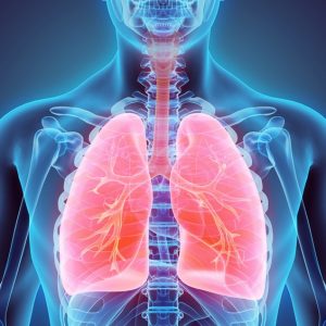 Can You Get at Least 12/15 on This Basic Science Quiz? Lungs