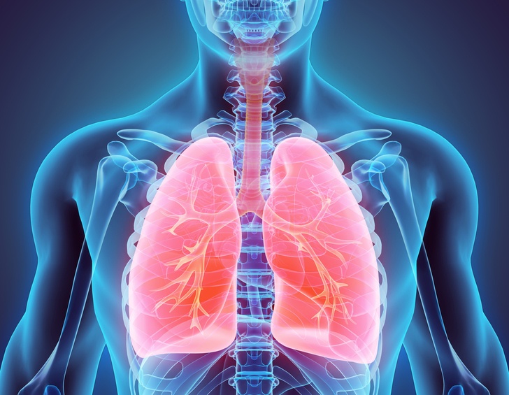 🫀 If You Score 12/15 on This Human Body Quiz, You Must’ve Been Cheating Lungs