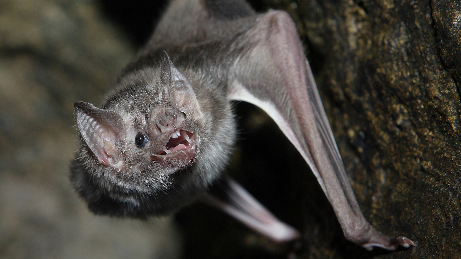 Prove to Be a Trivia Genius by Answering These 20 Random Questions bats
