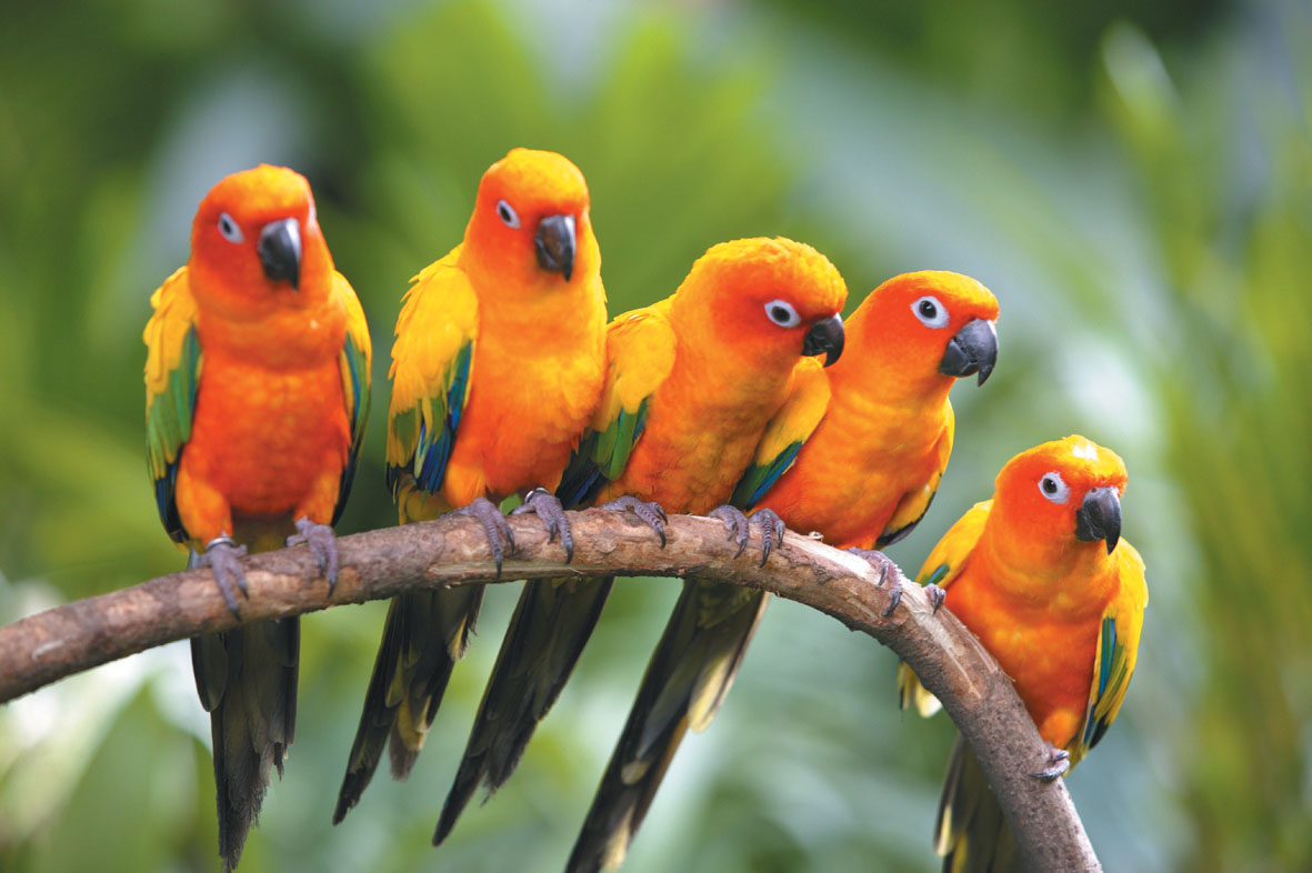 Passing This Animal Kingdom Quiz Is the Only Proof You Need to Show You’re the Smart Friend birds chirping