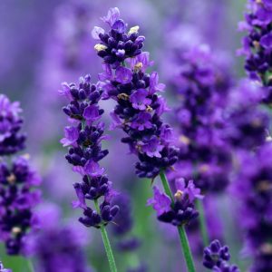 Spring Trivia Quiz Lavender