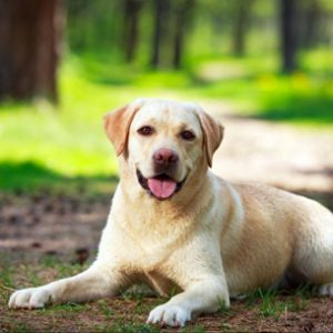 Can We Guess How Long You've Been Single? Quiz Dog