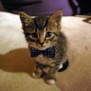 Can We Guess How Long You've Been Single? Quiz Cat