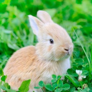 Can We Guess How Long You've Been Single? Quiz Rabbit