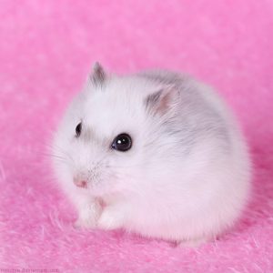 Can We Guess How Long You've Been Single? Quiz Hamster