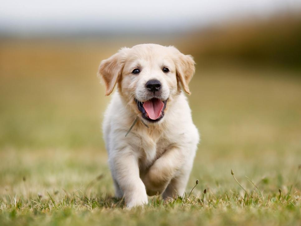 You got: Max! 🍰 Vote “Yay” Or “Nay” On Some Baked Goods and We’ll Reveal Which Puppy You Should Adopt 🐶