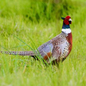 No American Has Got Perfect Score On This Quiz Without Cheating Ring-necked pheasant