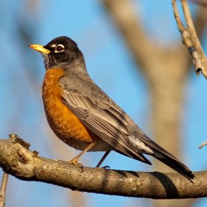 North American Countries Quiz American robin