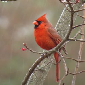 No American Has Got Perfect Score On This Quiz Without Cheating Northern cardinal