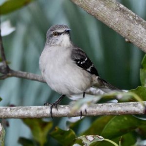 No American Has Got Perfect Score On This Quiz Without Cheating Northern mockingbird