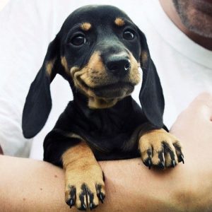Make Impossible Puppy Vs Food Choices & I'll Guess Actu… Quiz Dachshund