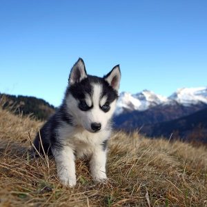 Make Impossible Puppy Vs Food Choices & I'll Guess Actu… Quiz Husky