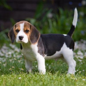 🐕 Help These Celebrities Adopt a Dog to Find Out Who Your Celeb BFF Is Beagle