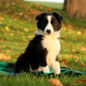Can You Pass This “Jeopardy!” Trivia Quiz About Animals? What is a Border Collie?