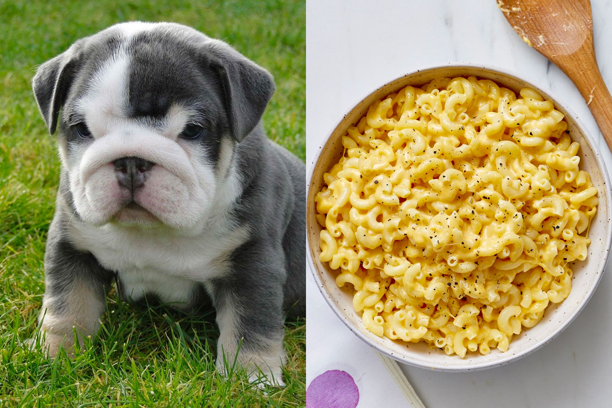 Make Some Impossible “🐶Puppy Vs. 🍕Food” Choices and We’ll Guess Your Actual and Emotional Ages 18
