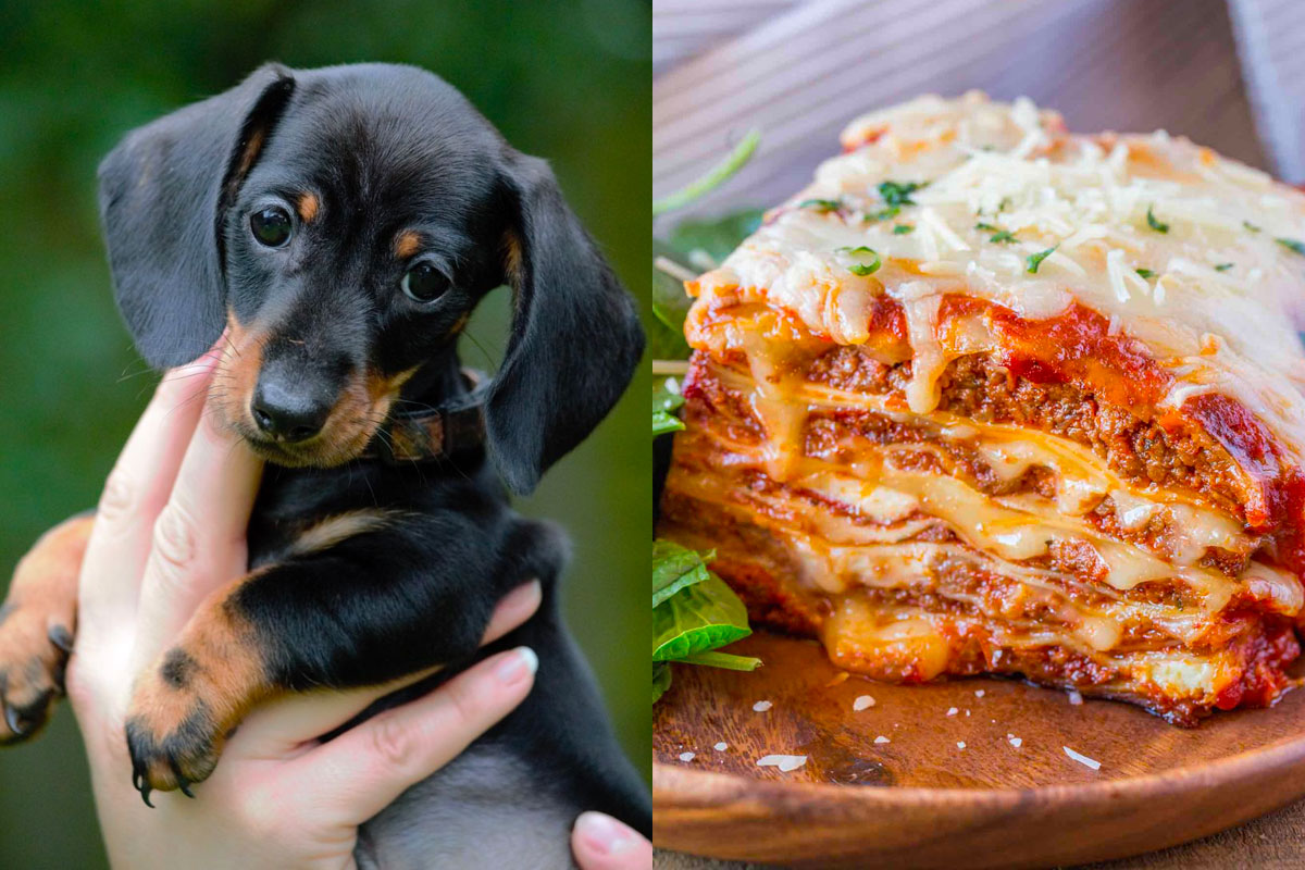Make Some Impossible “🐶Puppy Vs. 🍕Food” Choices and We’ll Guess Your Actual and Emotional Ages 23