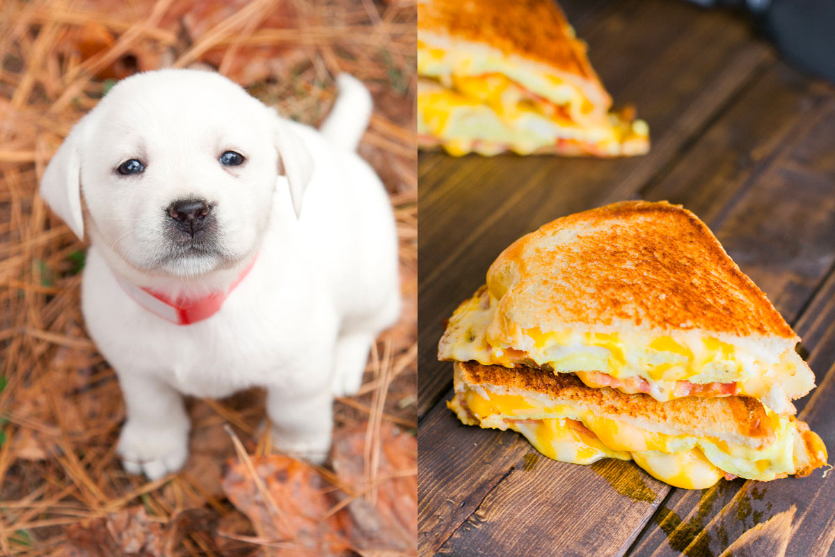 Make Some Impossible “🐶Puppy Vs. 🍕Food” Choices and We’ll Guess Your Actual and Emotional Ages 34
