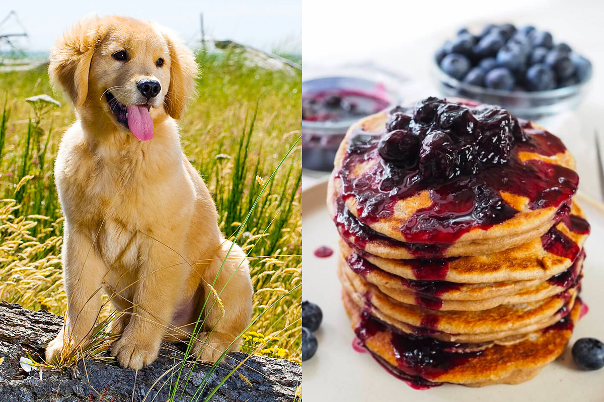 Make Some Impossible “🐶Puppy Vs. 🍕Food” Choices and We’ll Guess Your Actual and Emotional Ages 54
