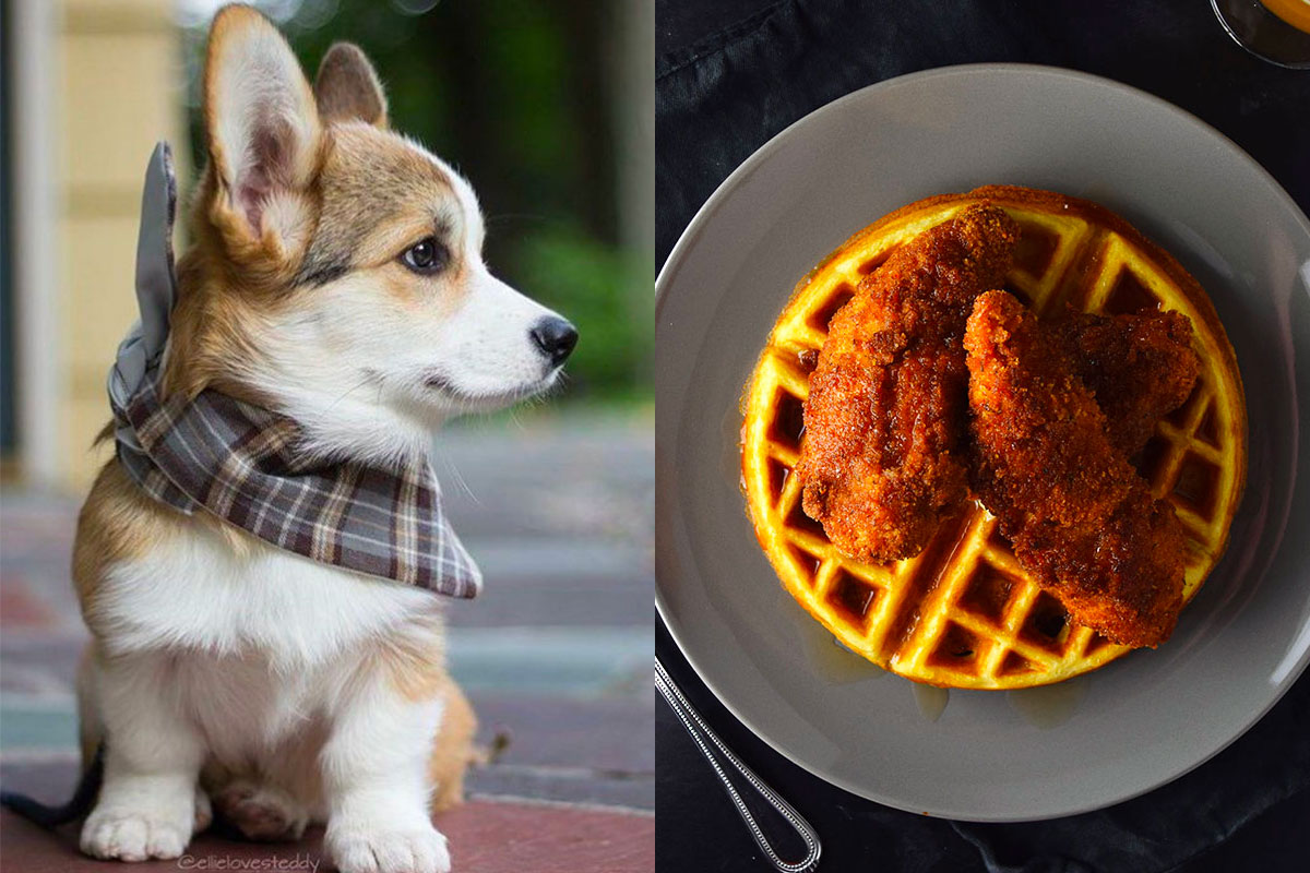 Make Some Impossible “🐶Puppy Vs. 🍕Food” Choices and We’ll Guess Your Actual and Emotional Ages 64