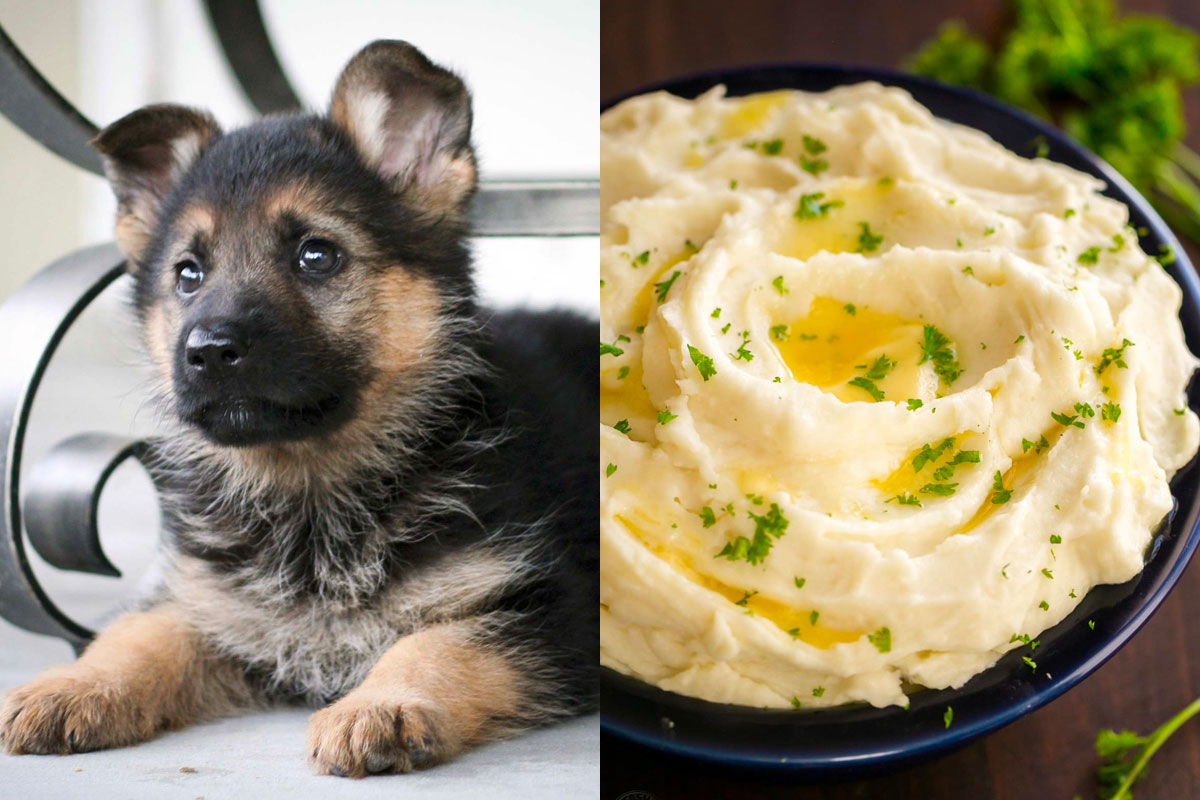 Make Some Impossible “🐶Puppy Vs. 🍕Food” Choices and We’ll Guess Your Actual and Emotional Ages 73